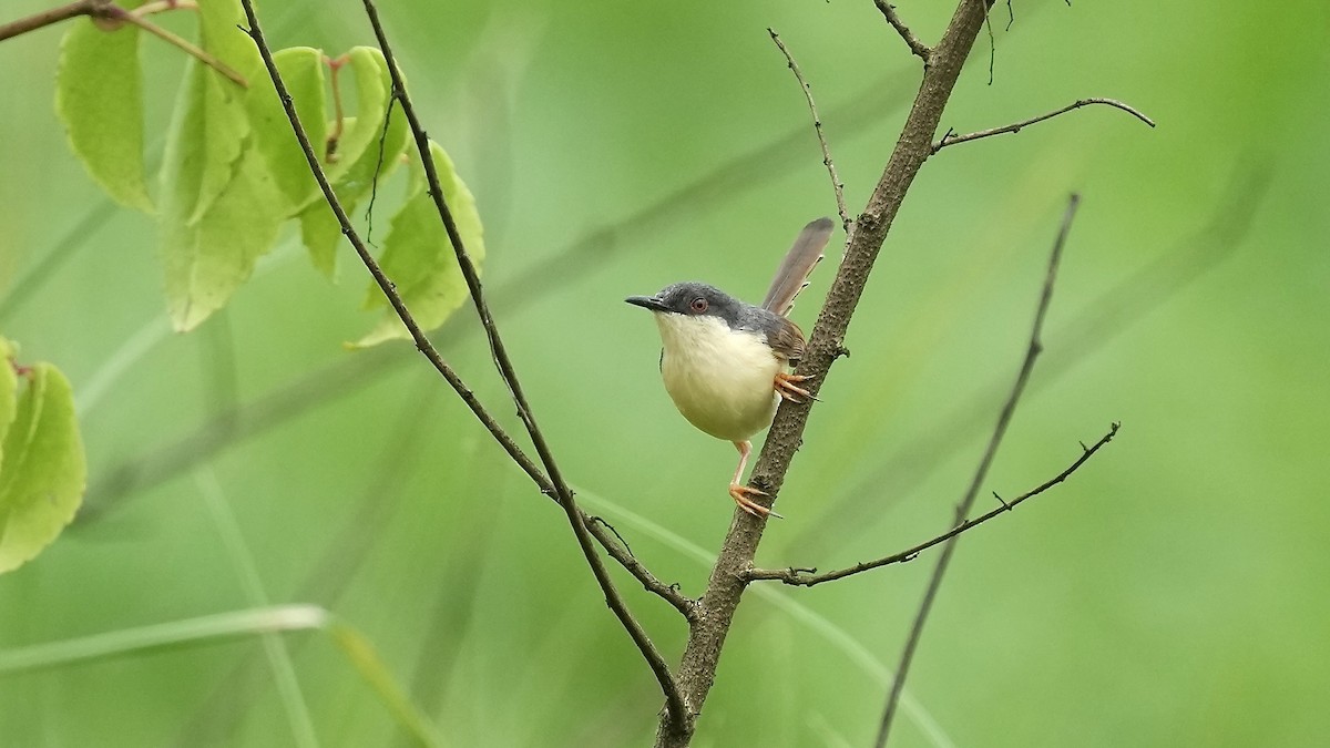 Ashy Prinia - ML642108460