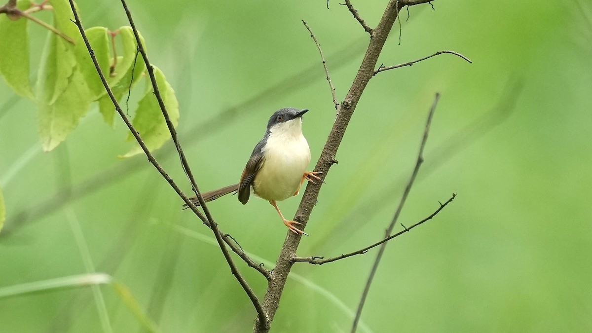 Ashy Prinia - ML642108462