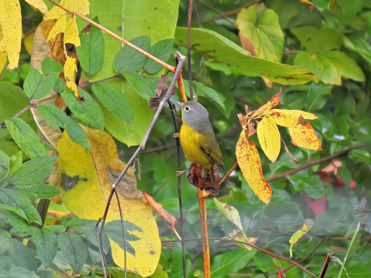 Nashville Warbler - ML642108463