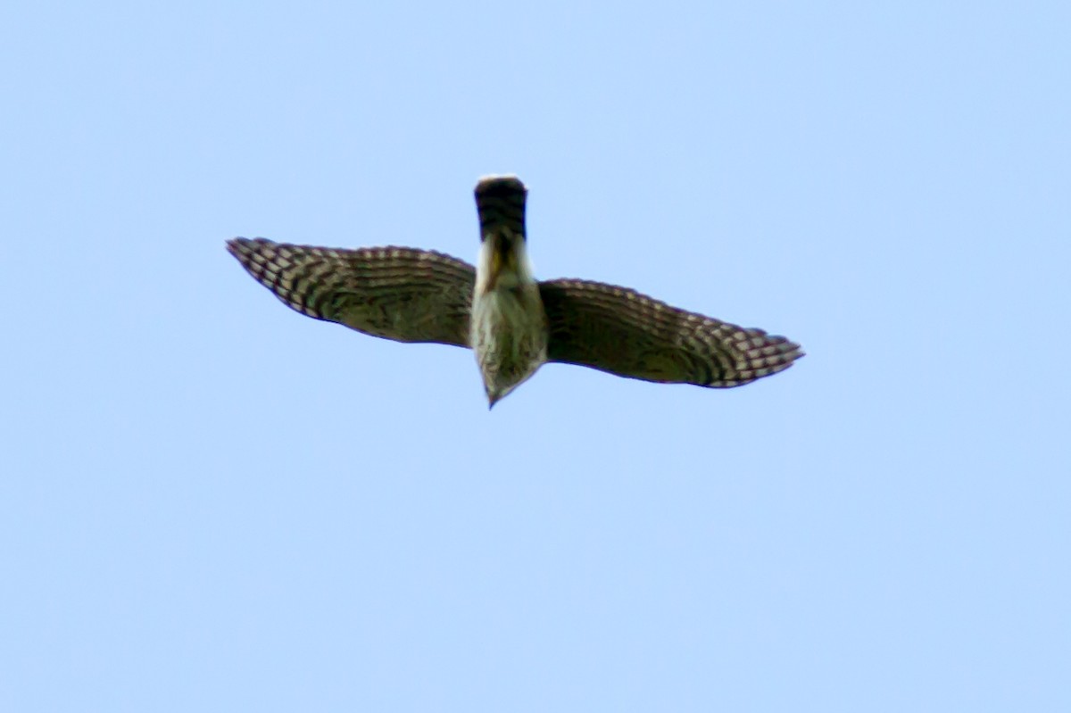 Sharp-shinned Hawk - ML642108464