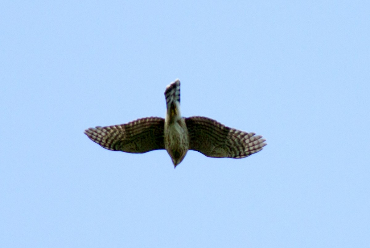Sharp-shinned Hawk - ML642108465