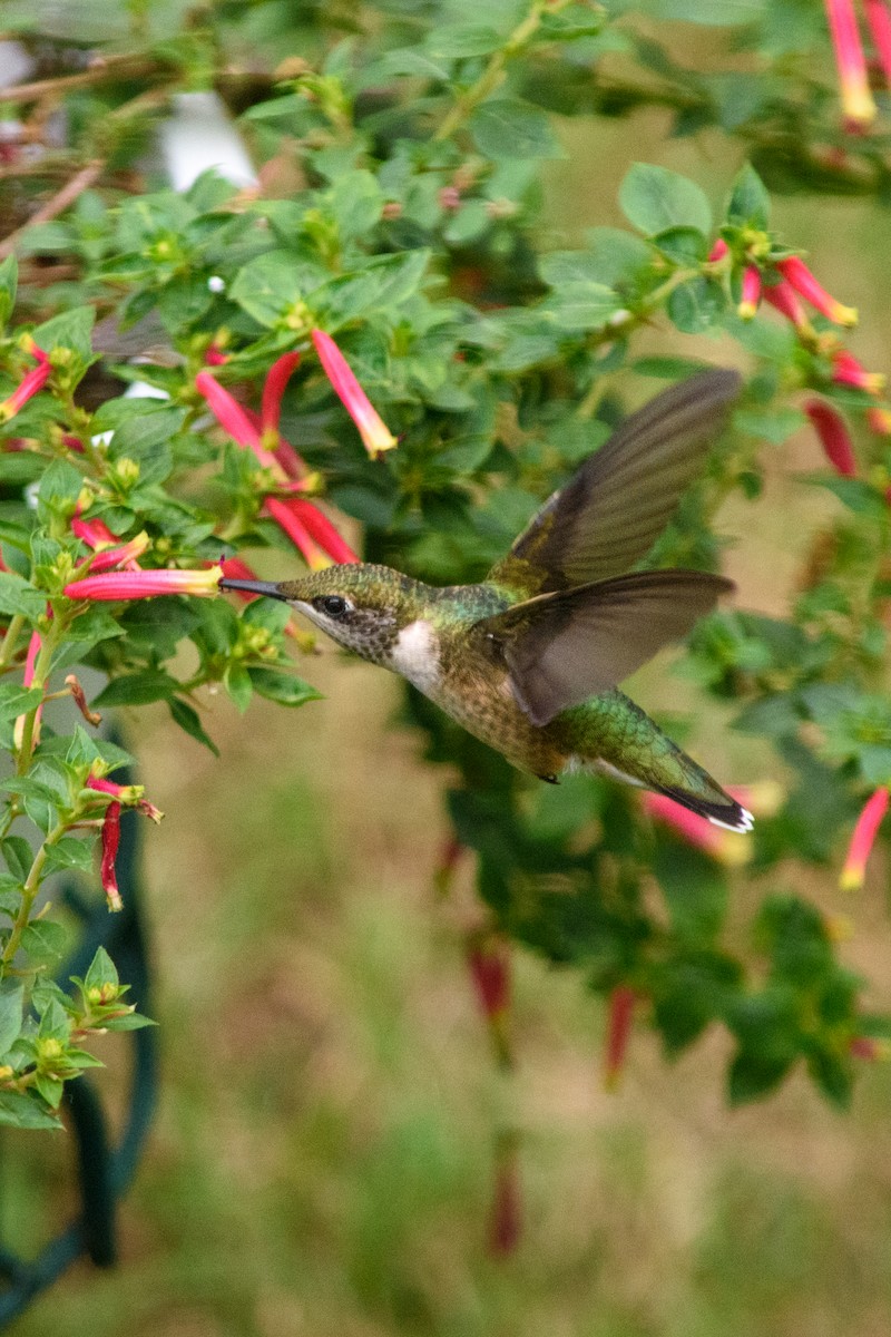 Ruby-throated Hummingbird - ML642108479