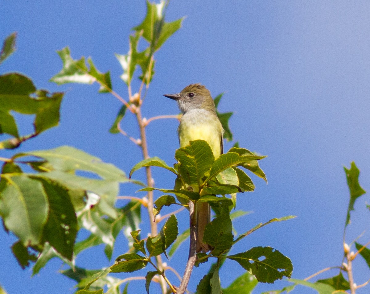 Great Crested Flycatcher - ML642108486