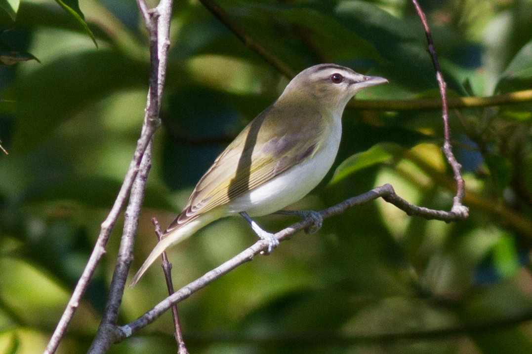 Red-eyed Vireo - ML642108487