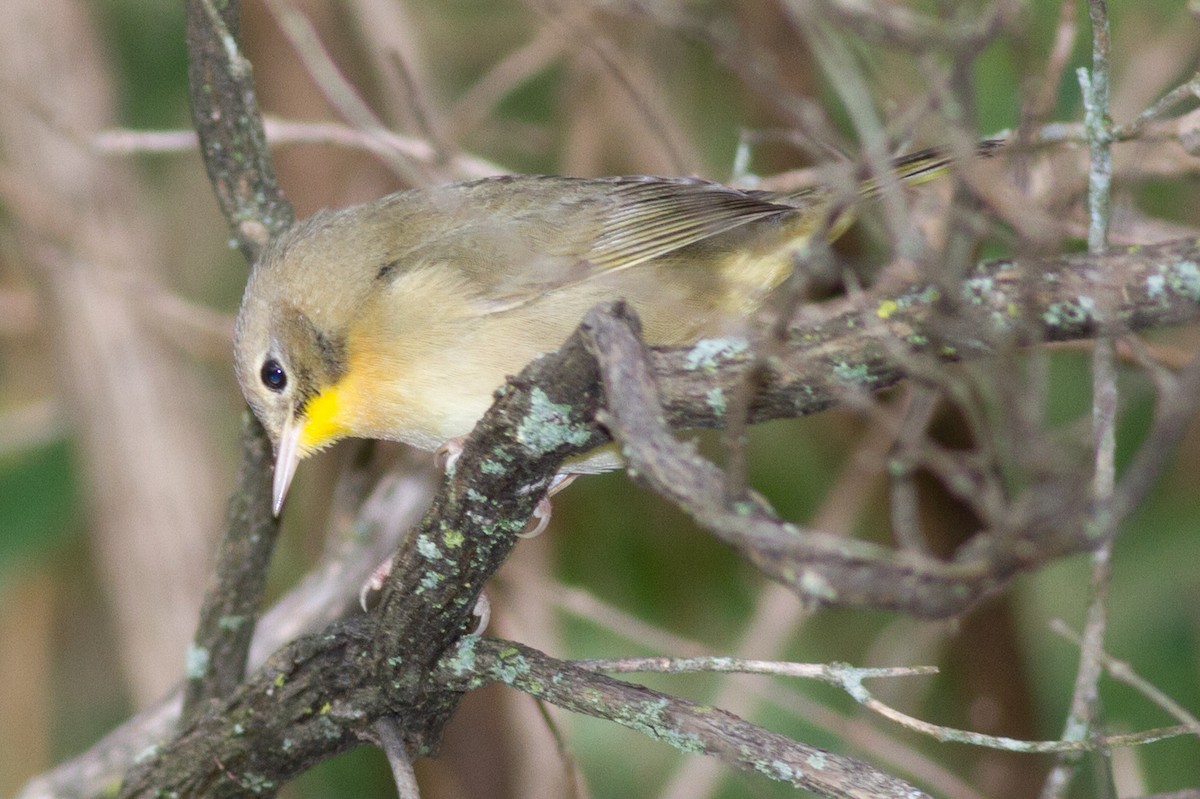 Common Yellowthroat - ML642108492