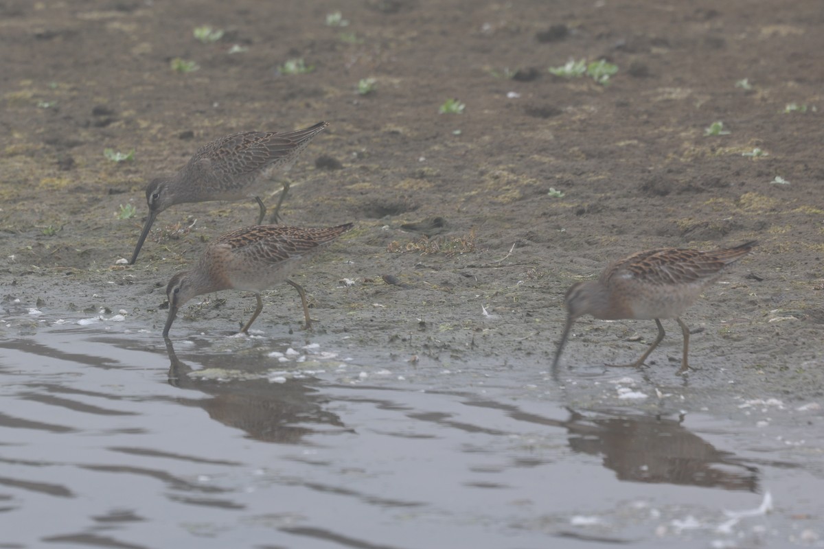 Short-billed Dowitcher - ML642108495
