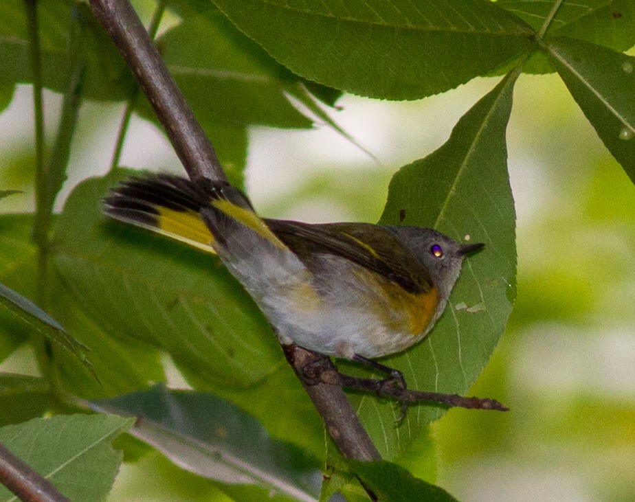 American Redstart - ML642108496