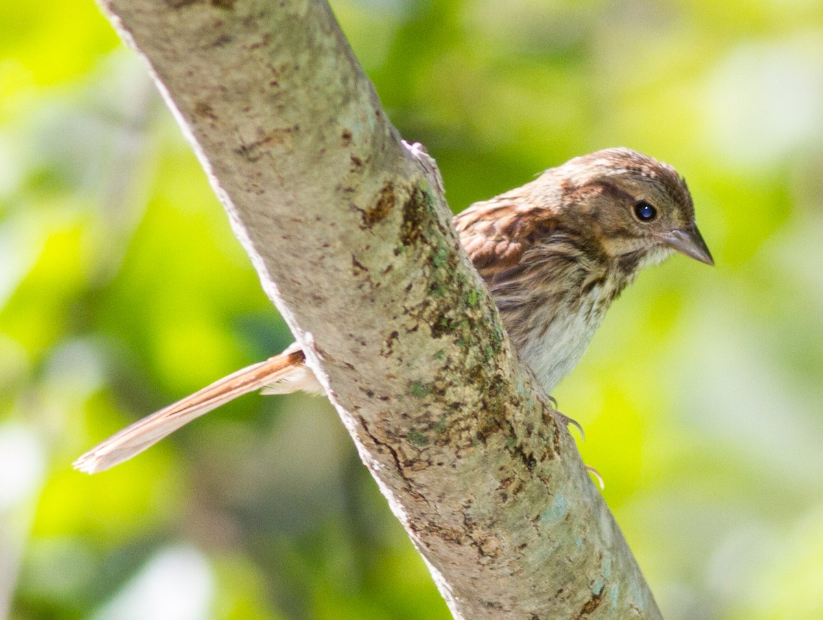 Song Sparrow - ML642108499