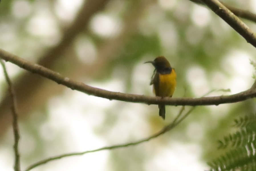 Ornate Sunbird - ML642108502