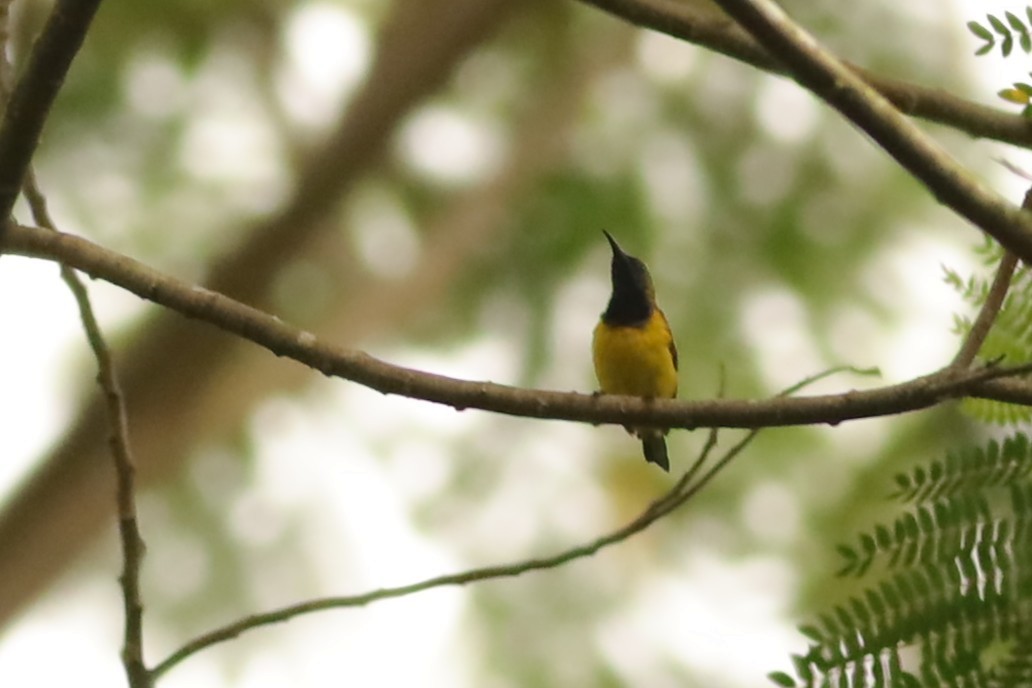 Ornate Sunbird - ML642108503