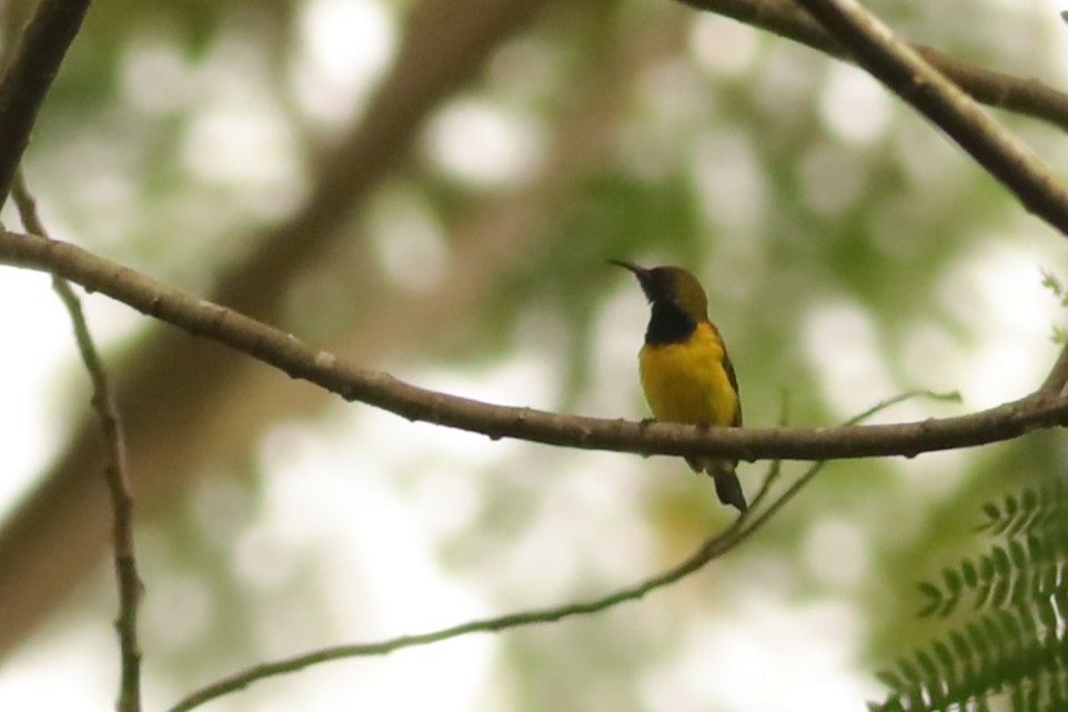 Ornate Sunbird - ML642108504