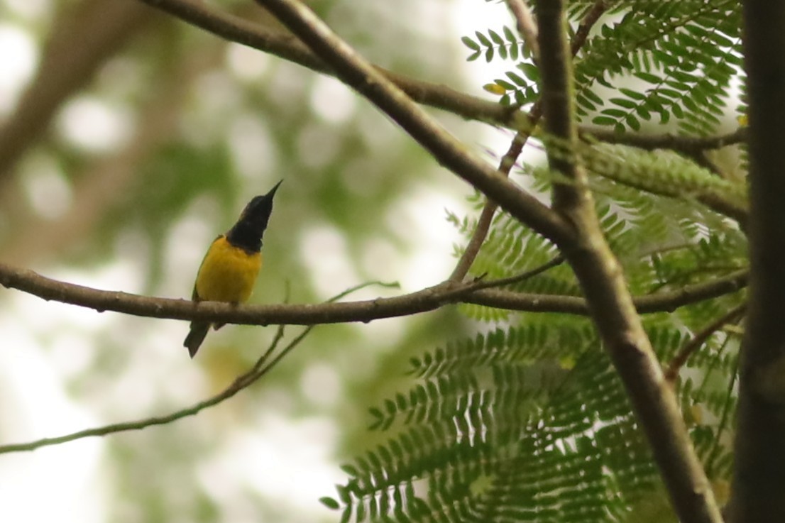 Ornate Sunbird - ML642108505
