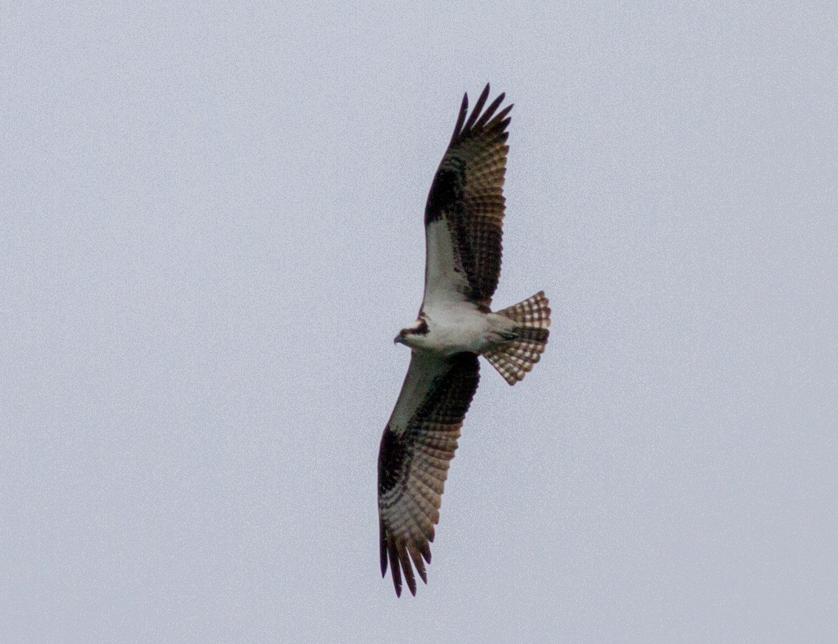 Osprey - ML642108509