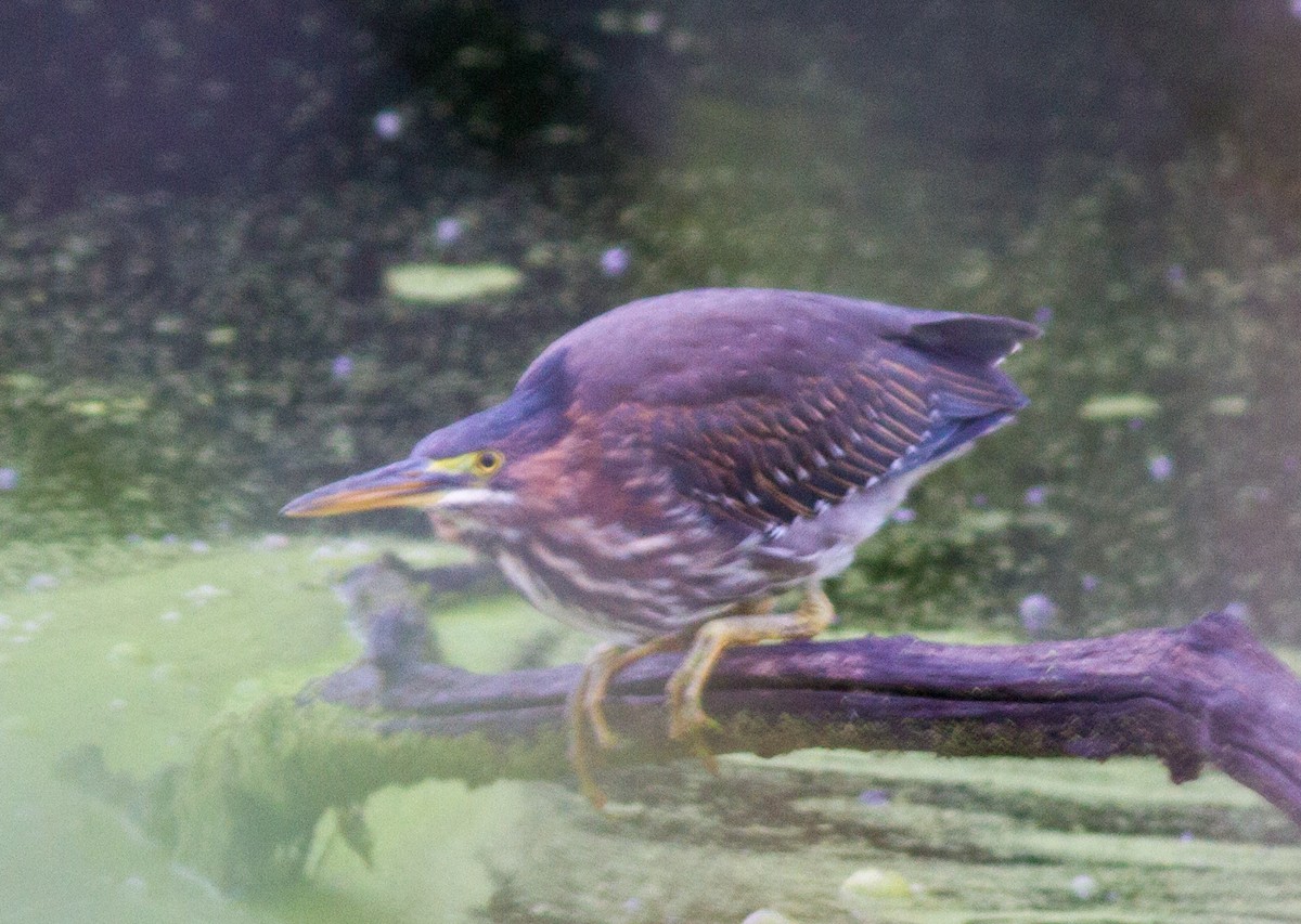 Green Heron - ML642108513