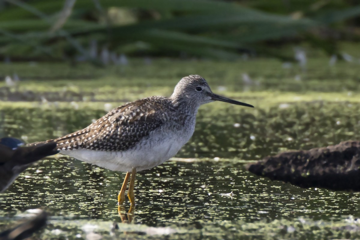 Greater Yellowlegs - ML642108522