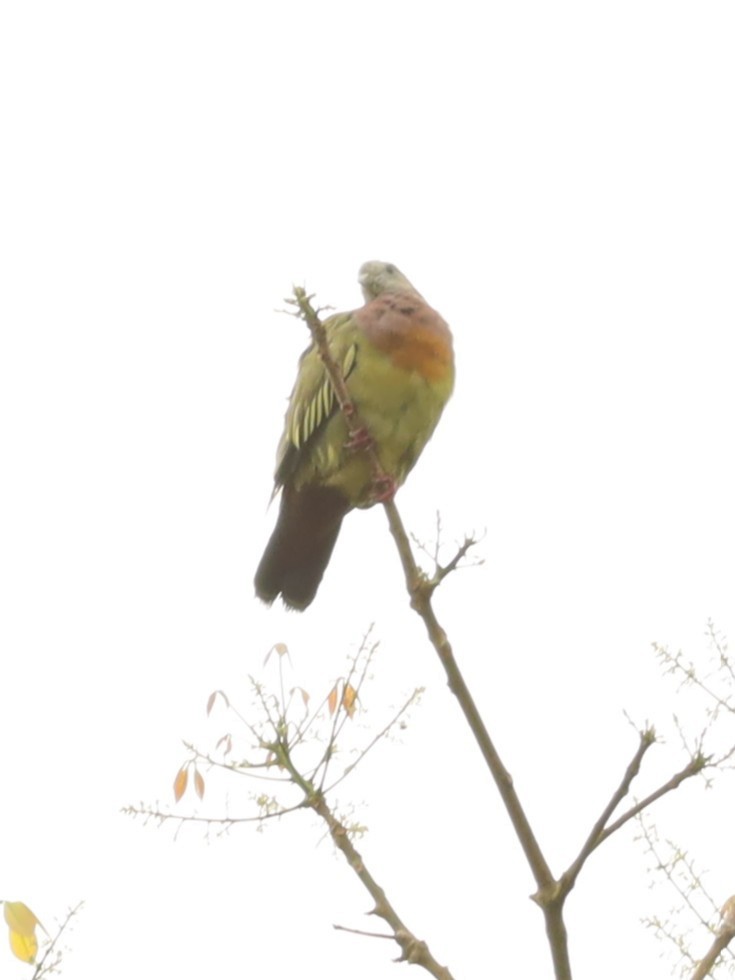 Pink-necked Green-Pigeon - ML642108529