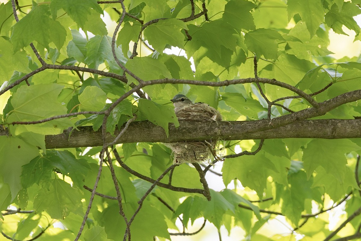 lesňáček modropláštíkový - ML642108531