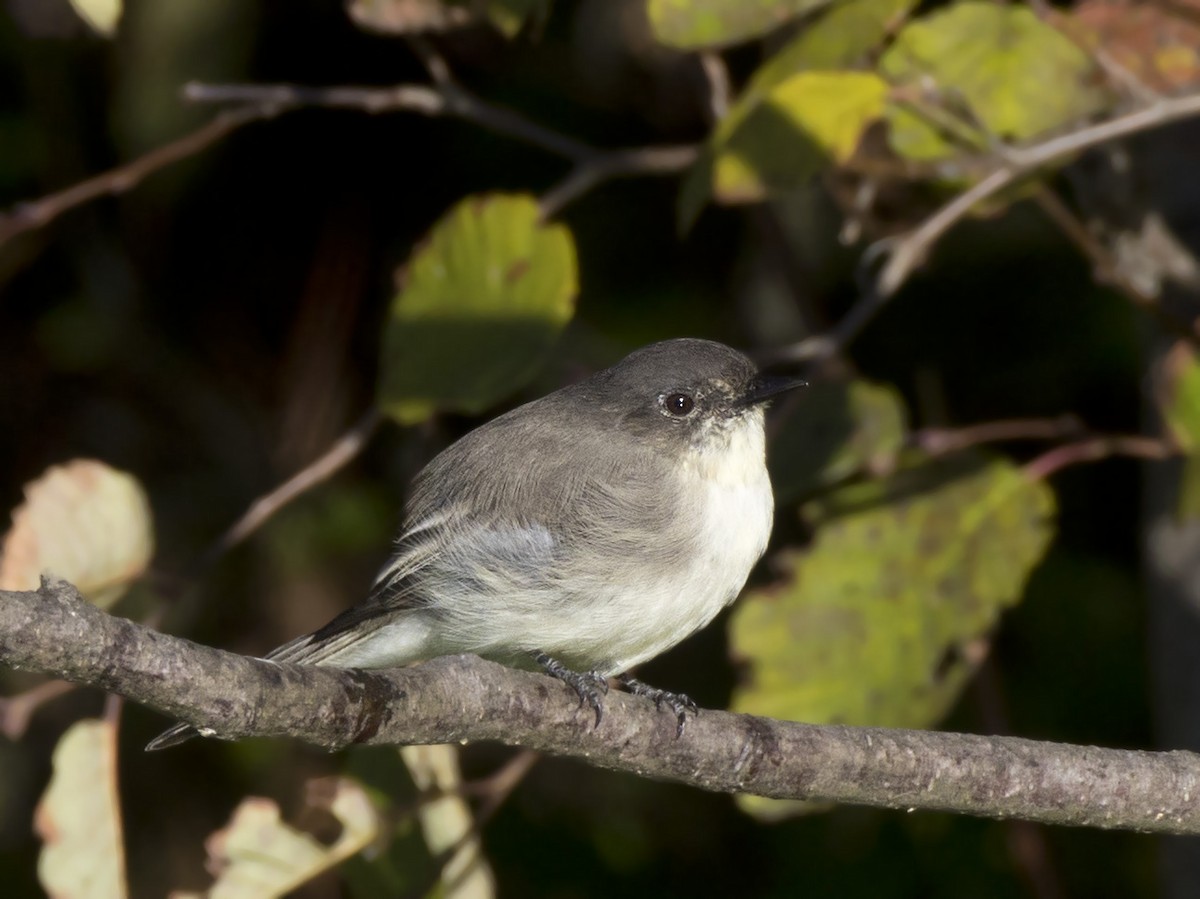 Eastern Phoebe - ML642108533
