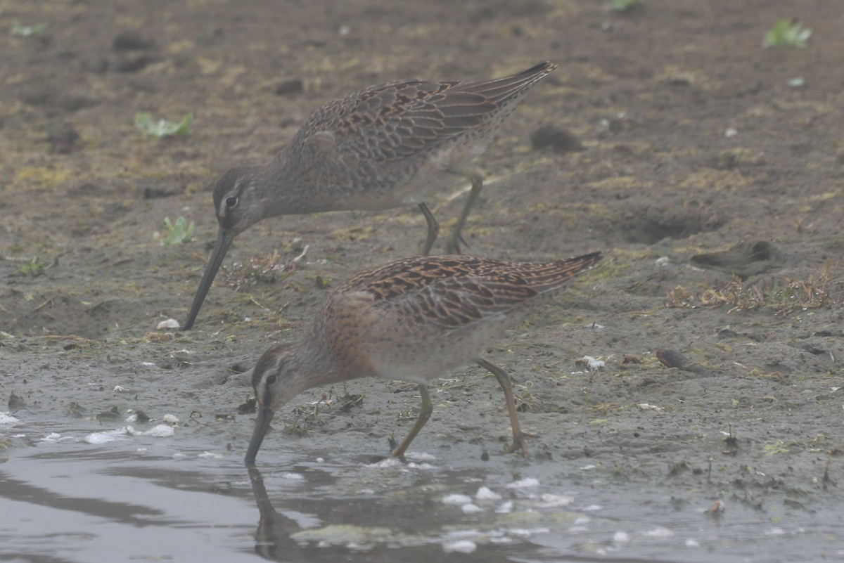 Long-billed Dowitcher - ML642108570