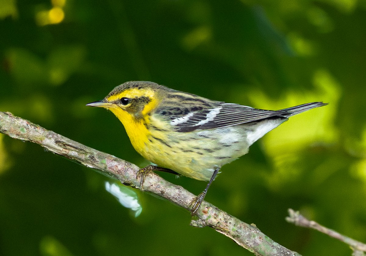 Blackburnian Warbler - ML642108591