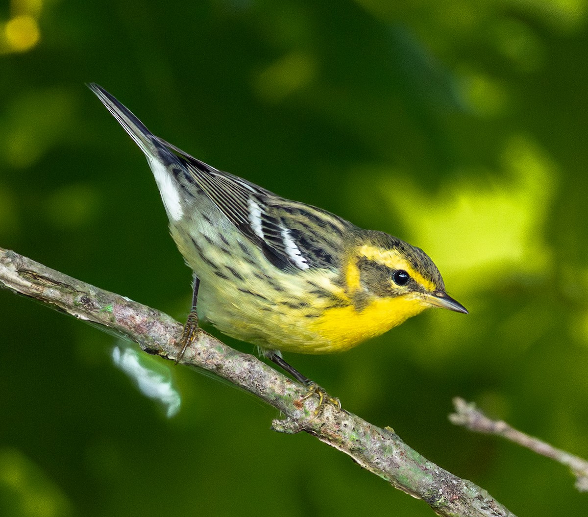 Blackburnian Warbler - ML642108597