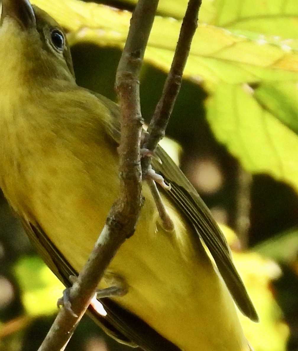 Scarlet Tanager - ML642108603