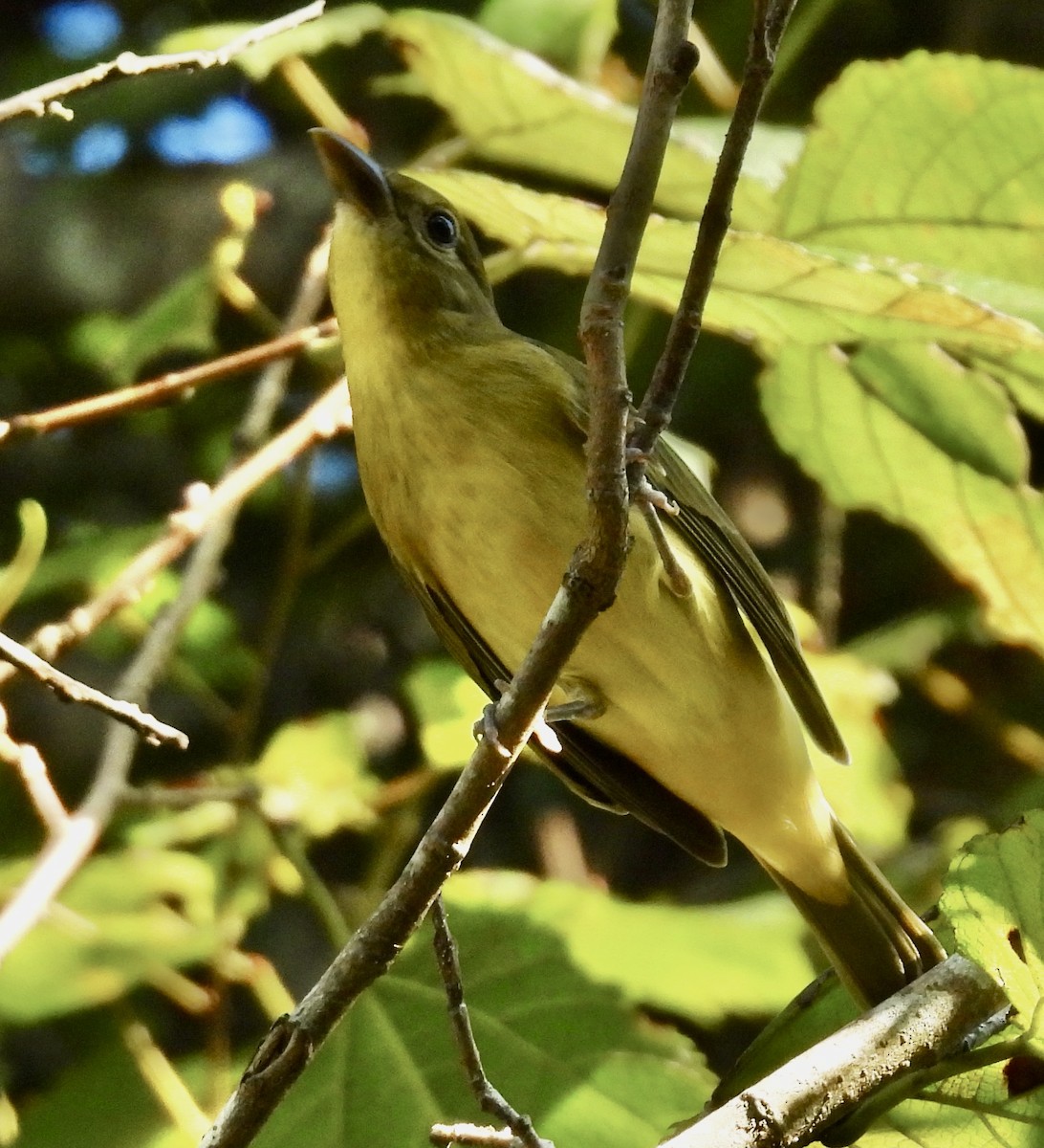 Scarlet Tanager - ML642108604