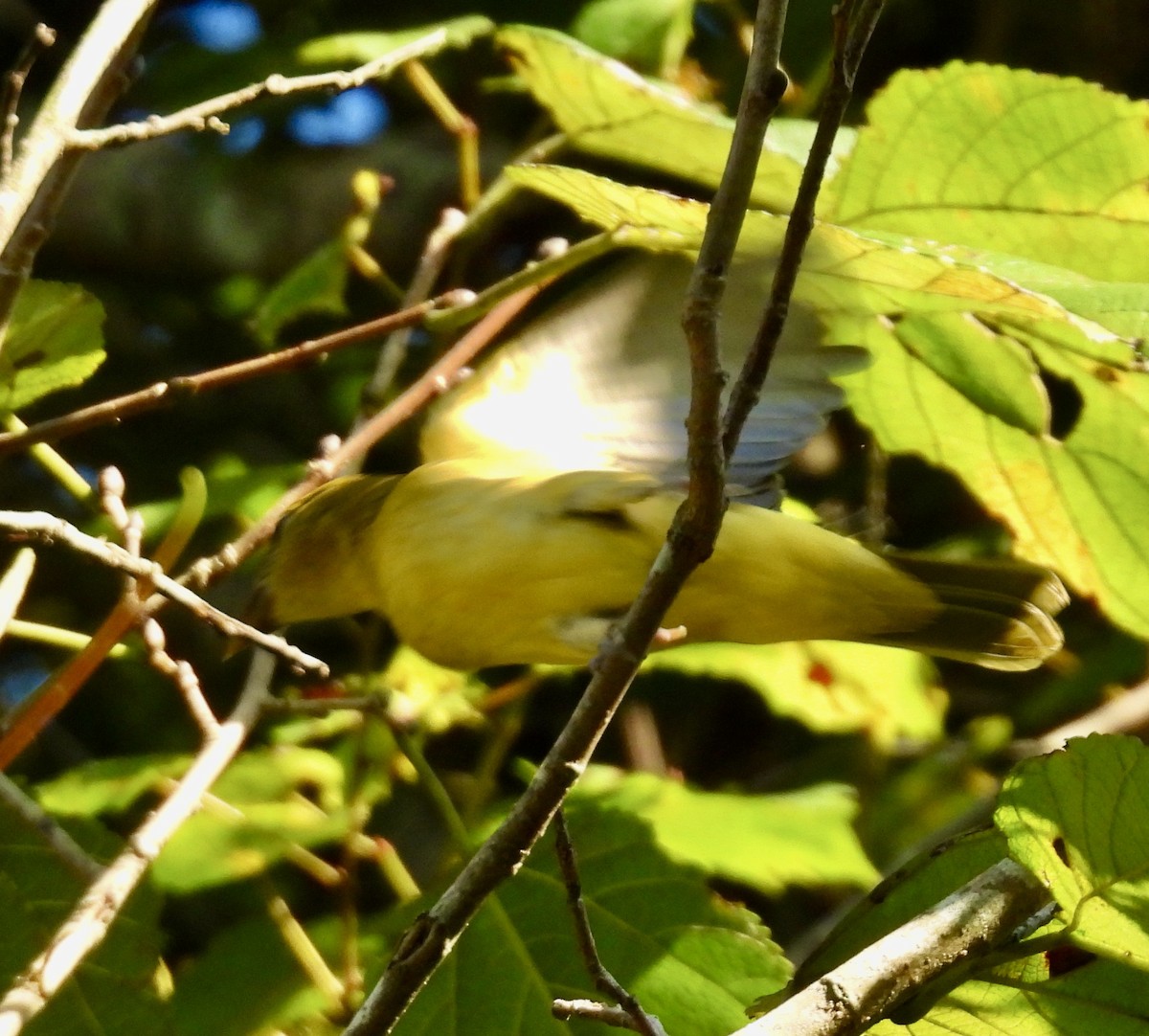 Scarlet Tanager - ML642108605