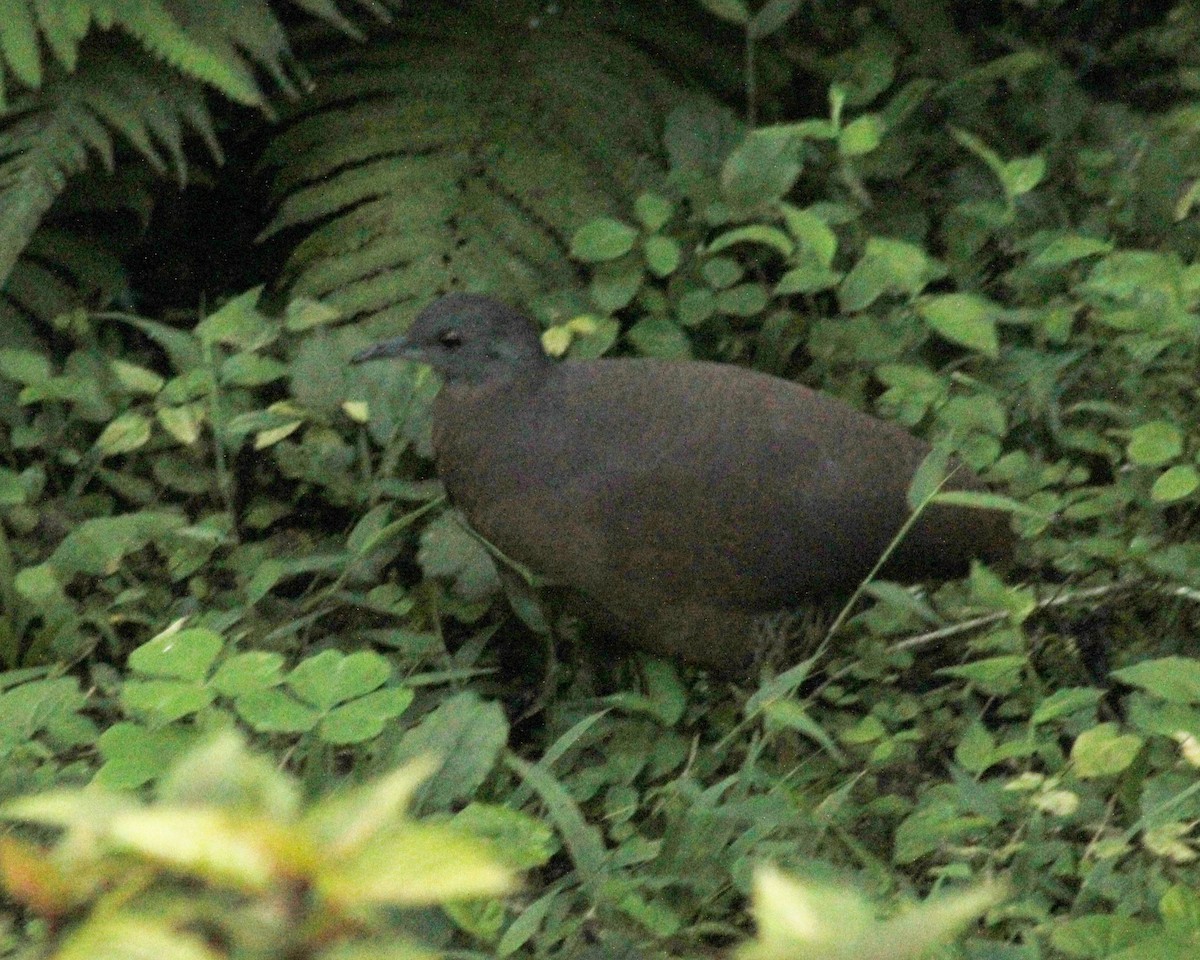 bruntinamu (obsoletus gr.) - ML642108619