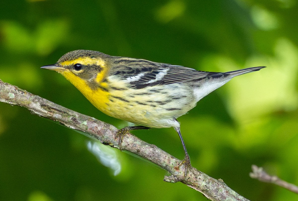 Blackburnian Warbler - ML642108627