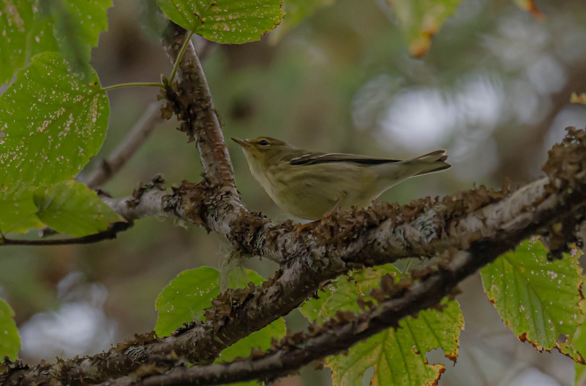 svarthetteparula - ML642108629