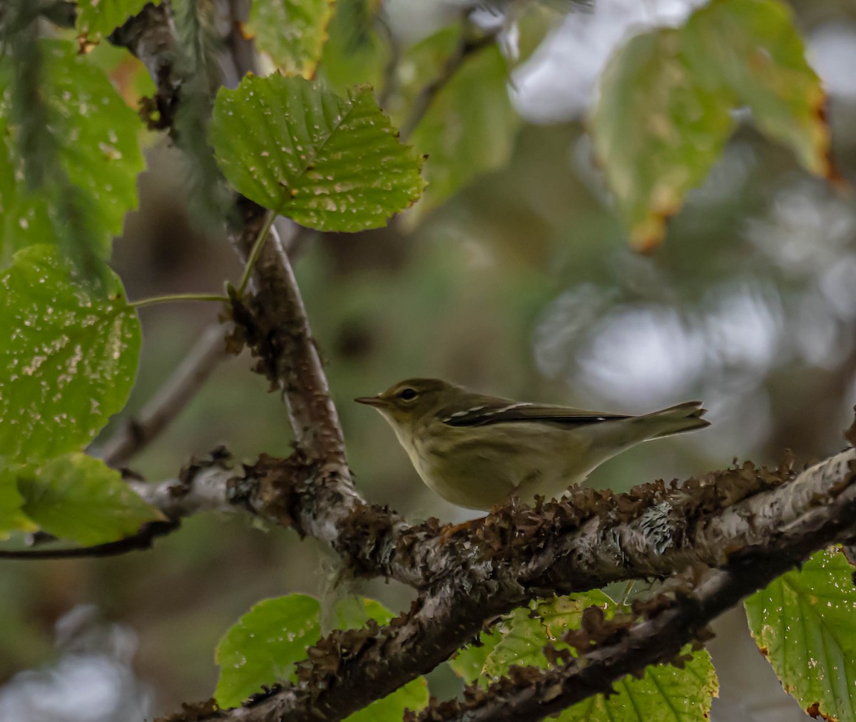 svarthetteparula - ML642108630