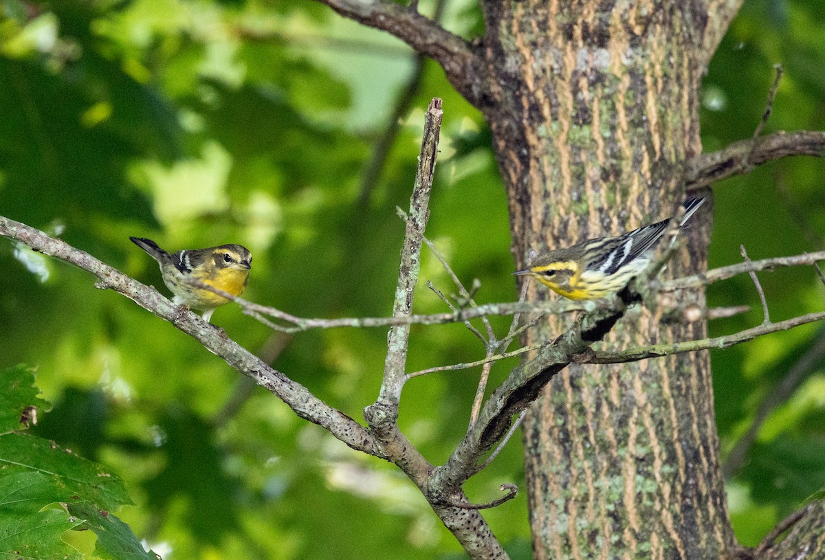 Blackburnian Warbler - ML642108634