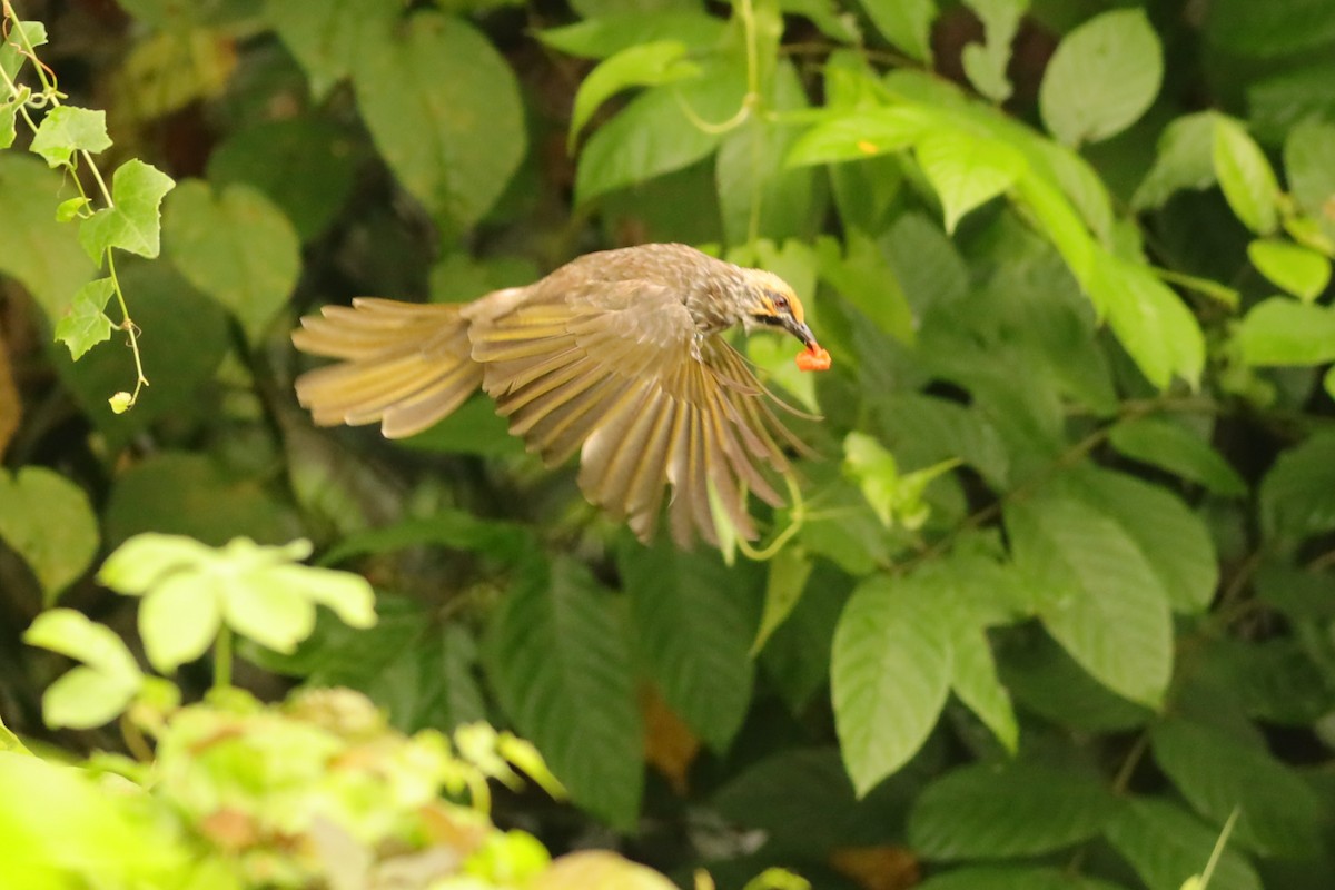 Bulbul à tête jaune - ML642108657