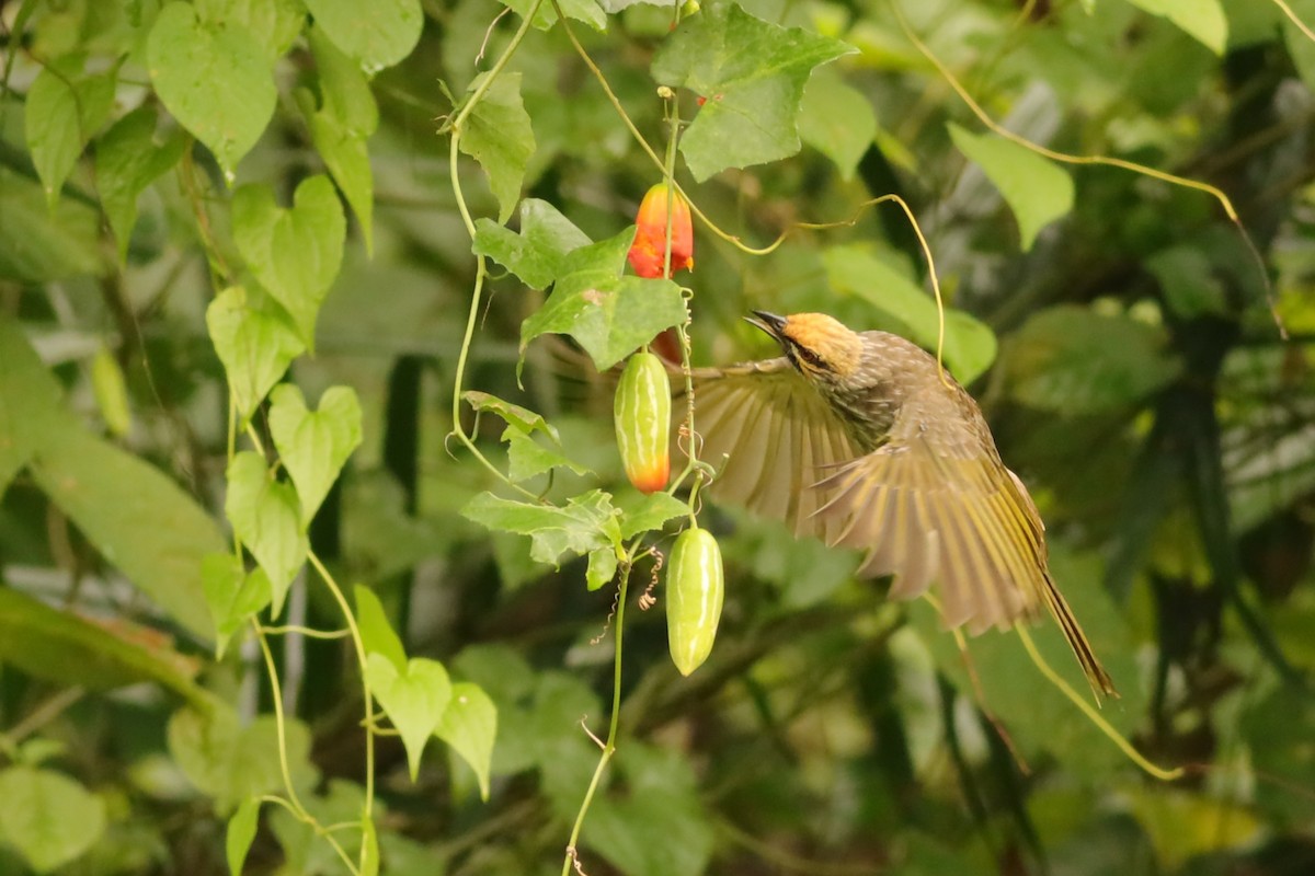 Bulbul à tête jaune - ML642108659