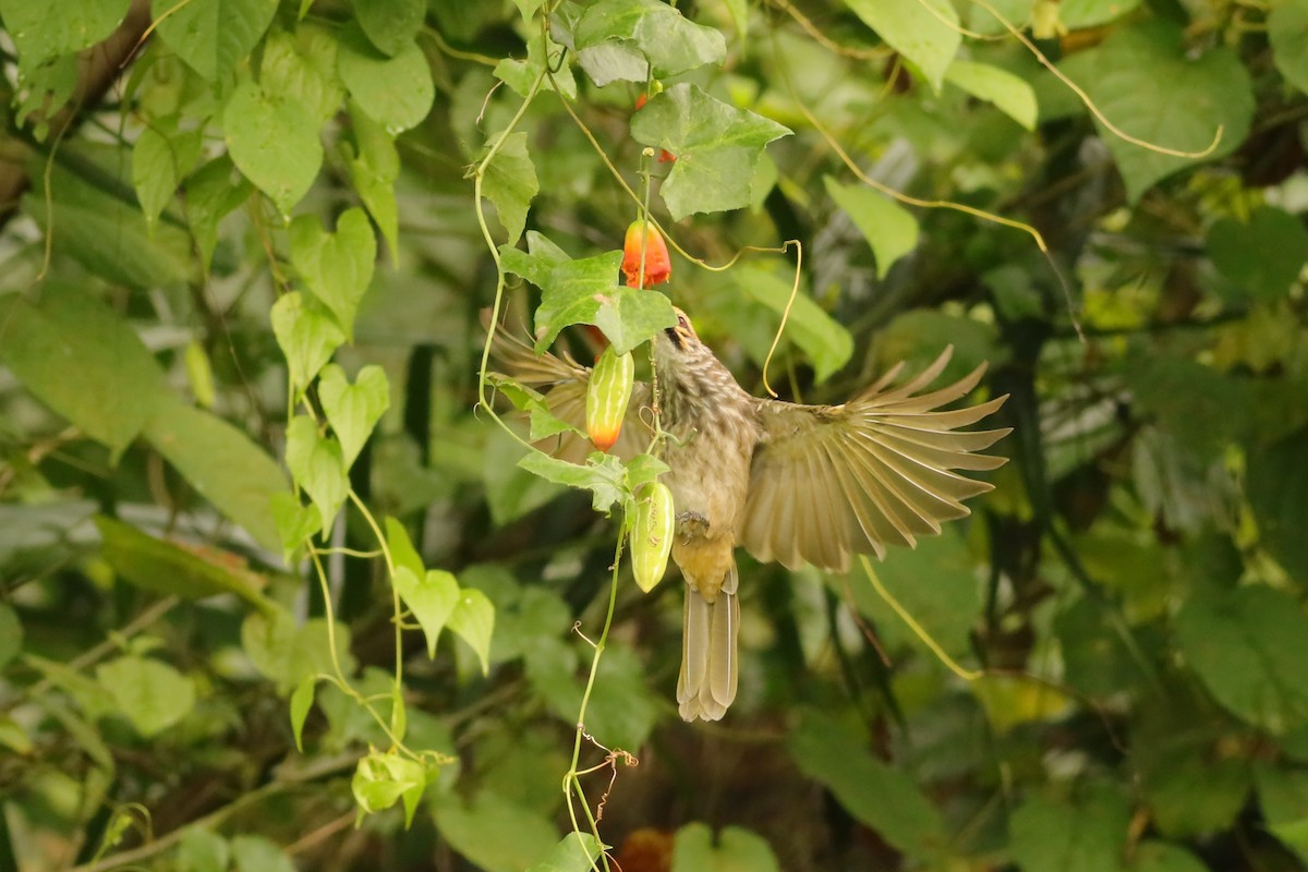 Bulbul à tête jaune - ML642108660