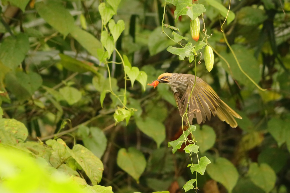 Bulbul à tête jaune - ML642108661