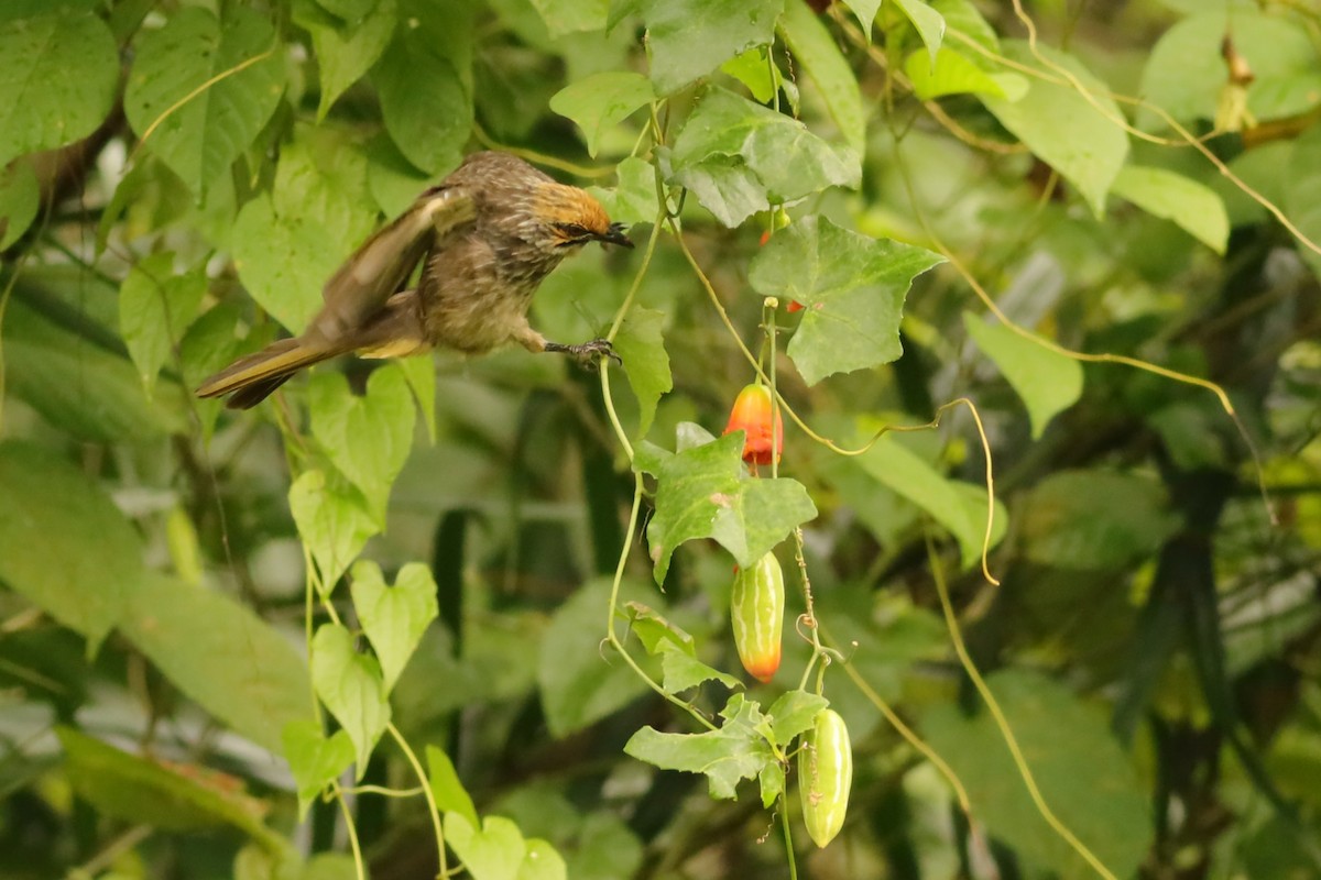 Bulbul à tête jaune - ML642108662