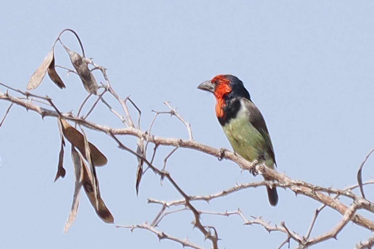 Black-collared Barbet - ML642108663