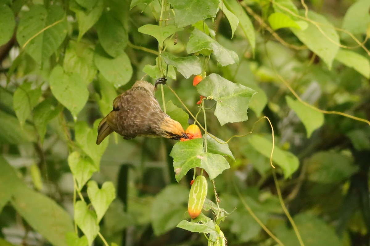 Bulbul à tête jaune - ML642108676
