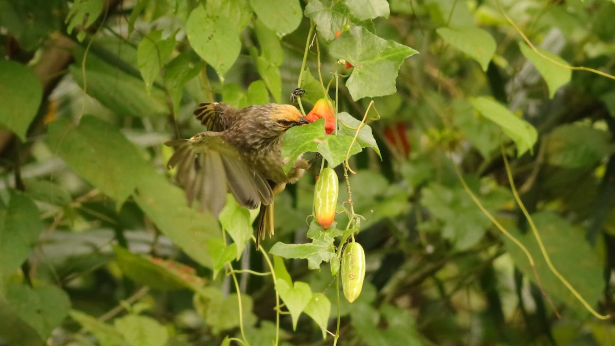 Bulbul à tête jaune - ML642108677