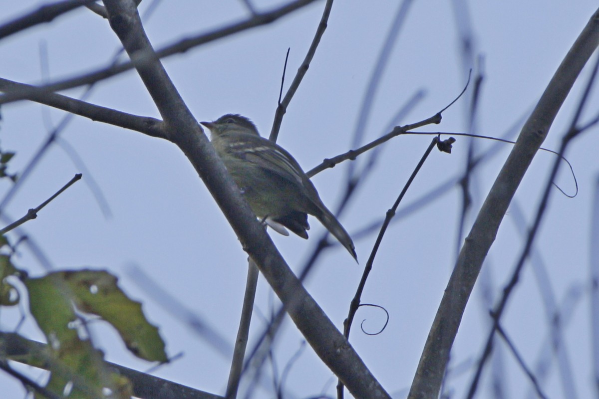 Highland Elaenia - ML642108699