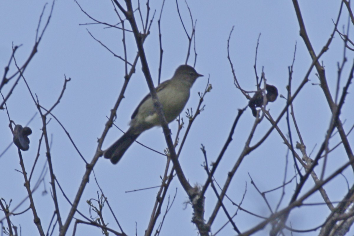 Highland Elaenia - ML642108700