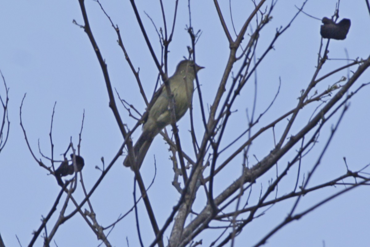 Highland Elaenia - ML642108701