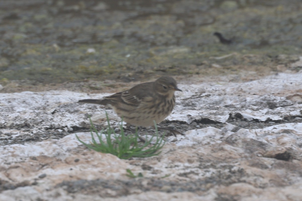 American Pipit - ML642108710