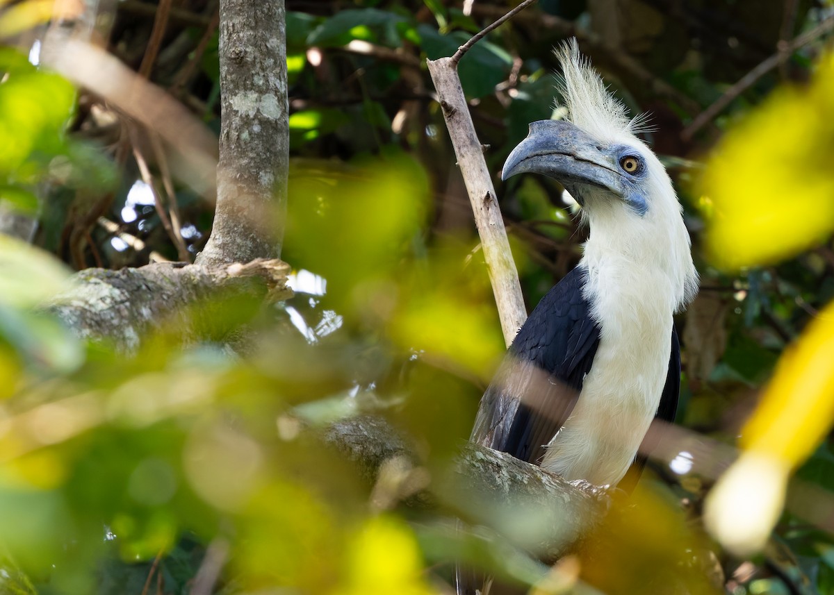 シロクロサイチョウ - ML642108730