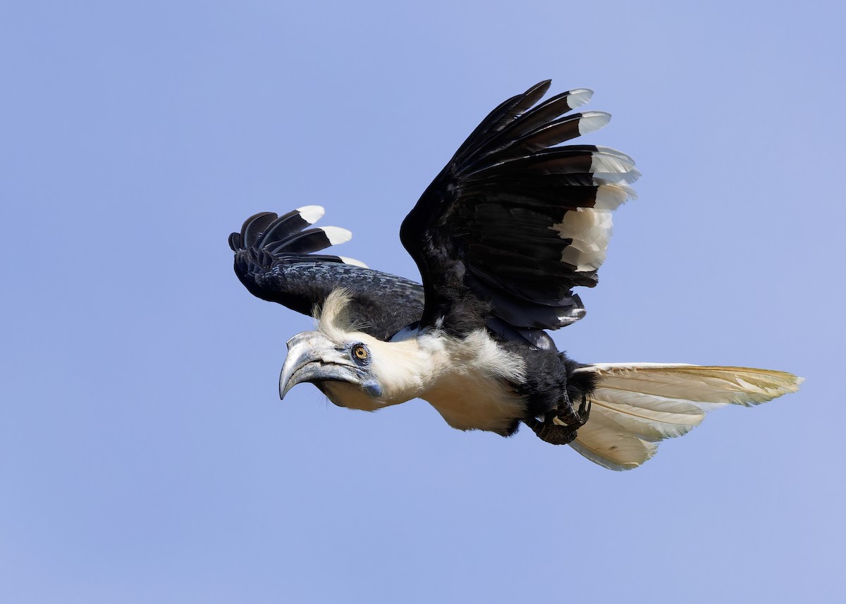 シロクロサイチョウ - ML642108733