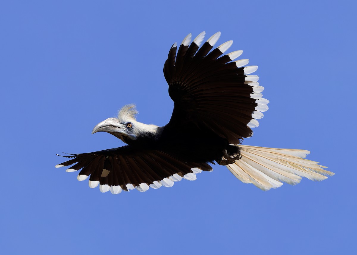シロクロサイチョウ - ML642108734