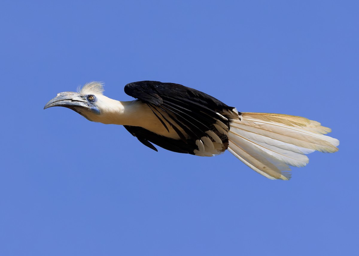 シロクロサイチョウ - ML642108735