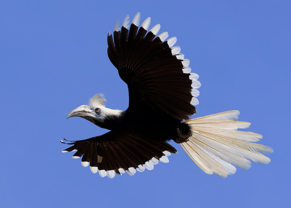 シロクロサイチョウ - ML642108736
